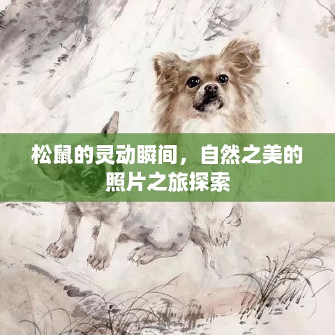 松鼠的靈動瞬間，自然之美的照片之旅探索