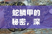 蛇鱗甲的秘密，深入探索與直觀展示揭秘