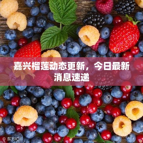 嘉興榴蓮動態(tài)更新，今日最新消息速遞