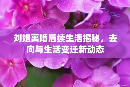 劉姐離婚后續(xù)生活揭秘，去向與生活變遷新動態(tài)