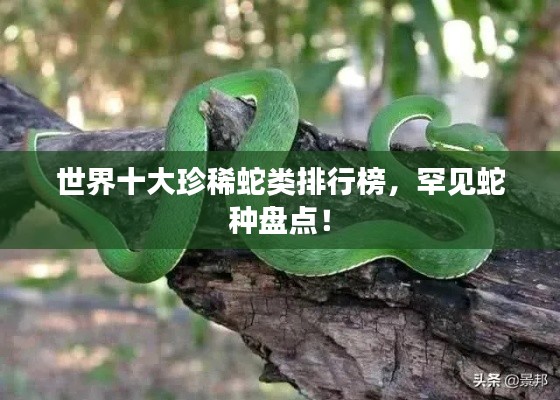 世界十大珍稀蛇類排行榜，罕見(jiàn)蛇種盤(pán)點(diǎn)！