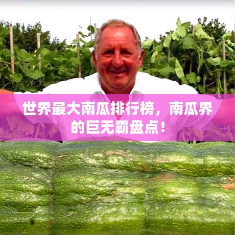 世界最大南瓜排行榜，南瓜界的巨無霸盤點(diǎn)！