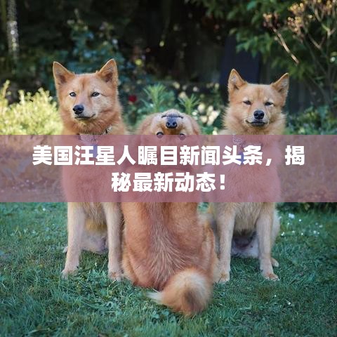 美國(guó)汪星人矚目新聞?lì)^條，揭秘最新動(dòng)態(tài)！