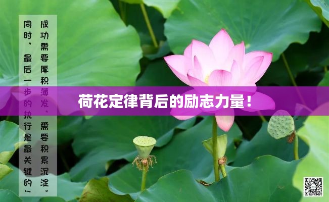 荷花定律背后的勵志力量！