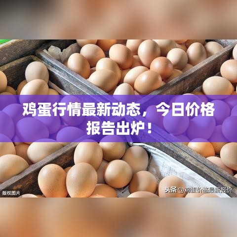 雞蛋行情最新動(dòng)態(tài)，今日價(jià)格報(bào)告出爐！