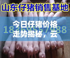 今日仔豬價(jià)格走勢(shì)揭秘，云南市場(chǎng)最新動(dòng)態(tài)一網(wǎng)打盡