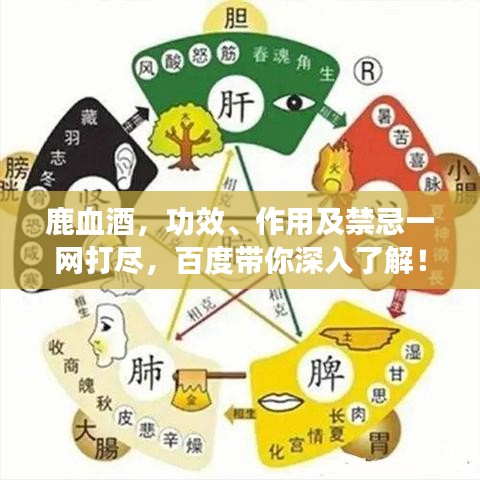 鹿血酒，功效、作用及禁忌一網(wǎng)打盡，百度帶你深入了解！