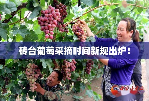 磚臺(tái)葡萄采摘時(shí)間新規(guī)出爐！
