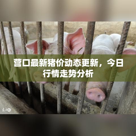 營口最新豬價(jià)動(dòng)態(tài)更新，今日行情走勢分析