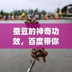 蠶豆的神奇功效，百度帶你探索未知的健康奧秘！