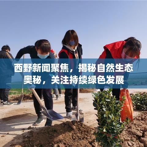 西野新聞聚焦，揭秘自然生態(tài)奧秘，關(guān)注持續(xù)綠色發(fā)展
