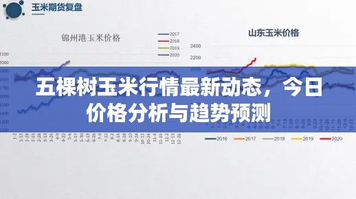 五棵樹玉米行情最新動(dòng)態(tài)，今日價(jià)格分析與趨勢(shì)預(yù)測(cè)