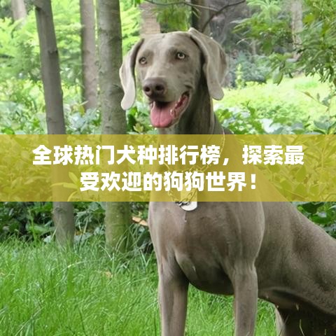 全球熱門犬種排行榜，探索最受歡迎的狗狗世界！