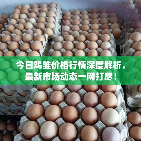 今日雞雛價格行情深度解析，最新市場動態(tài)一網(wǎng)打盡！