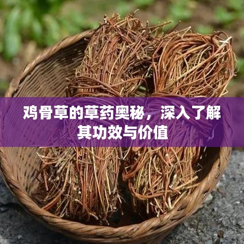 雞骨草的草藥奧秘，深入了解其功效與價(jià)值