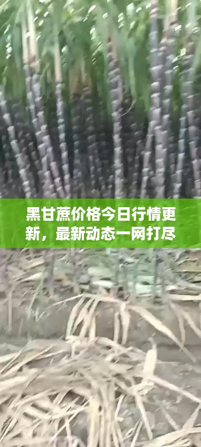 黑甘蔗價格今日行情更新，最新動態(tài)一網(wǎng)打盡！