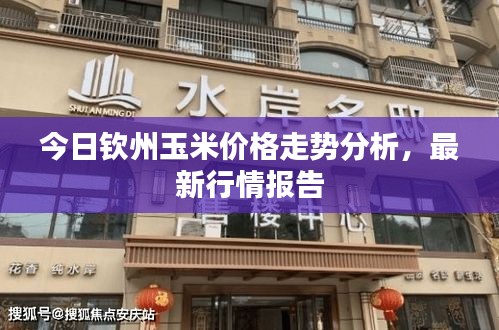 今日欽州玉米價格走勢分析，最新行情報告