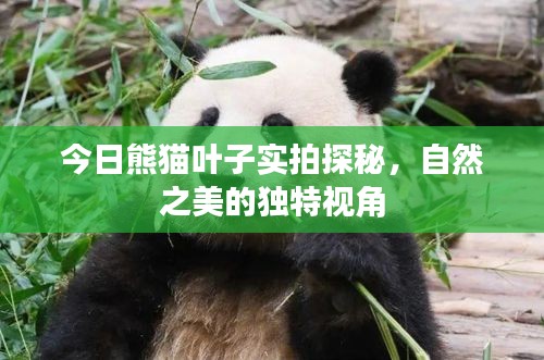 今日熊貓葉子實拍探秘，自然之美的獨特視角