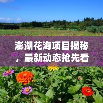 澎湖花海項(xiàng)目揭秘，最新動(dòng)態(tài)搶先看！