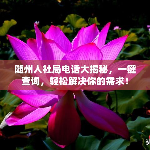 隨州人社局電話大揭秘，一鍵查詢，輕松解決你的需求！