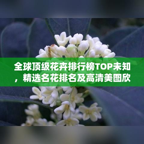 布被瓦器 第3頁