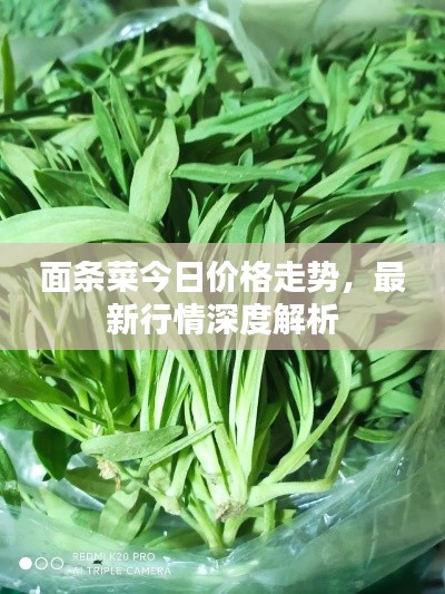 面條菜今日價格走勢，最新行情深度解析