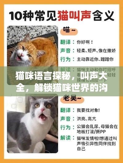 貓咪語(yǔ)言探秘，叫聲大全，解鎖貓咪世界的溝通密碼！