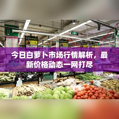 今日白蘿卜市場行情解析，最新價格動態(tài)一網(wǎng)打盡