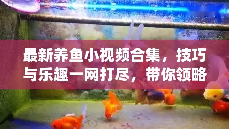 最新養(yǎng)魚小視頻合集，技巧與樂趣一網(wǎng)打盡，帶你領(lǐng)略養(yǎng)魚新境界