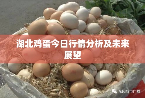 湖北雞蛋今日行情分析及未來展望