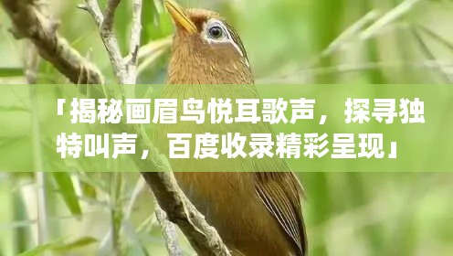 「揭秘畫眉鳥悅耳歌聲，探尋獨(dú)特叫聲，百度收錄精彩呈現(xiàn)」