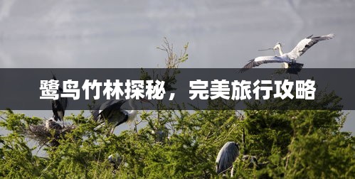 鷺鳥竹林探秘，完美旅行攻略