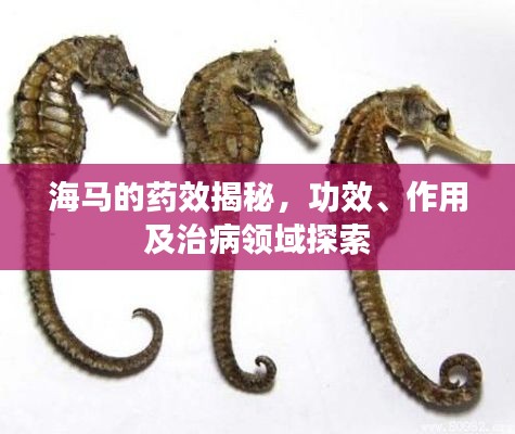海馬的藥效揭秘，功效、作用及治病領(lǐng)域探索