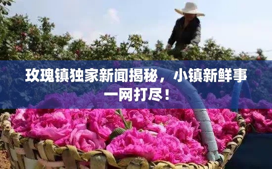 玫瑰鎮(zhèn)獨(dú)家新聞揭秘，小鎮(zhèn)新鮮事一網(wǎng)打盡！