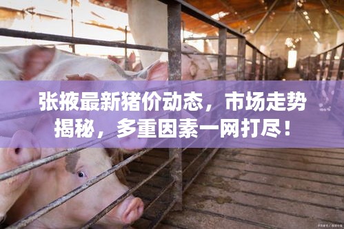 張掖最新豬價(jià)動(dòng)態(tài)，市場(chǎng)走勢(shì)揭秘，多重因素一網(wǎng)打盡！