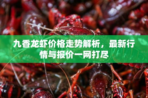 九香龍蝦價格走勢解析，最新行情與報價一網(wǎng)打盡