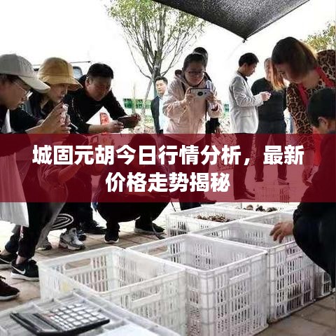 城固元胡今日行情分析，最新價格走勢揭秘