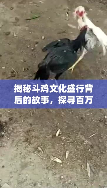 揭秘斗雞文化盛行背后的故事，探尋百萬(wàn)斗雞的傳奇之旅
