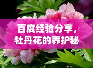 百度經驗分享，牡丹花的養(yǎng)護秘籍