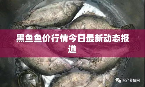 黑魚魚價(jià)行情今日最新動態(tài)報(bào)道