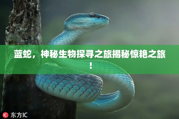 藍(lán)蛇，神秘生物探尋之旅揭秘驚艷之旅！