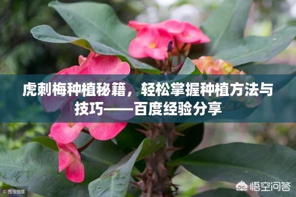 虎刺梅種植秘籍，輕松掌握種植方法與技巧——百度經驗分享