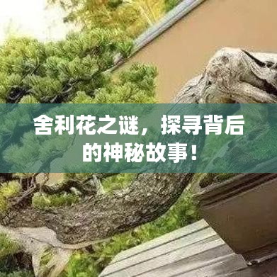 舍利花之謎，探尋背后的神秘故事！