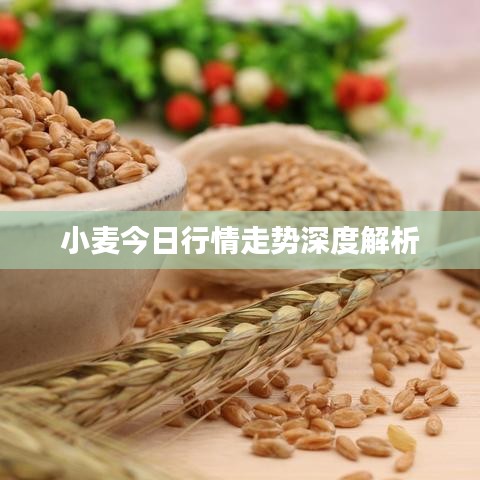小麥今日行情走勢(shì)深度解析