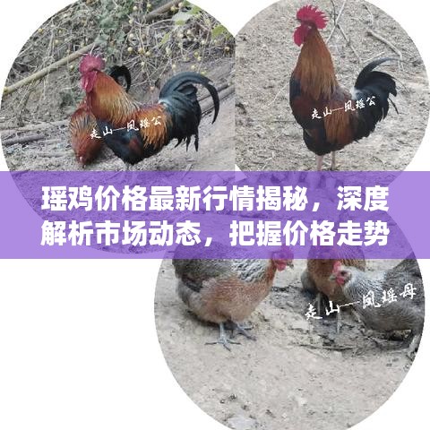 瑤雞價格最新行情揭秘，深度解析市場動態(tài)，把握價格走勢！