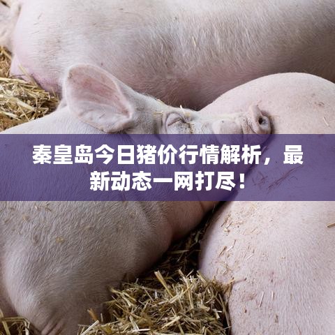 秦皇島今日豬價(jià)行情解析，最新動(dòng)態(tài)一網(wǎng)打盡！