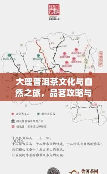 大理普洱茶文化與自然之旅，品茗攻略與旅行指南雙重體驗