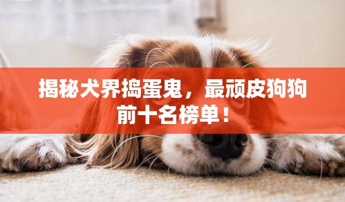 揭秘犬界搗蛋鬼，最頑皮狗狗前十名榜單！