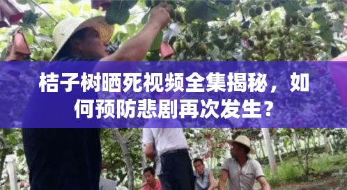 桔子樹曬死視頻全集揭秘，如何預(yù)防悲劇再次發(fā)生？