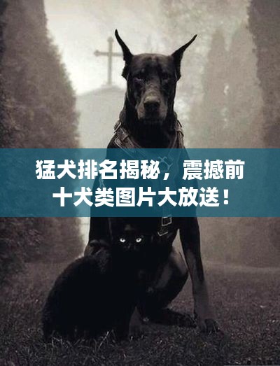 猛犬排名揭秘，震撼前十犬類圖片大放送！